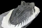 Coltraneia Trilobite Fossil - Huge Faceted Eyes #146575-4